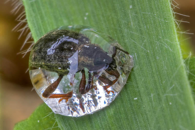 Curculionidae a ID.